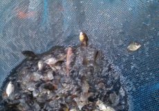 bibitikankediri-bawal